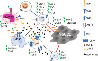 Therapeutic Implications of Tumor Microenvironment in Lung Cancer: Focus on Immune Checkpoint Blockade